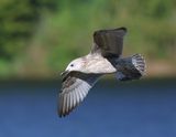 Pontische Meeuw - Caspian Gull