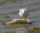 Pontische Meeuw - Caspian Gull