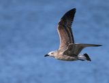 Pontische Meeuw - Caspian Gull
