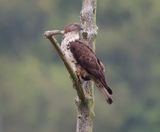 Wespendief - European Honey Buzzard