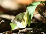 Canarisch Koolwitje - Canary Islands Large White