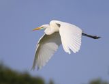 Grote Zilverreiger - Great Egret