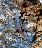 Eastern Fence Lizard