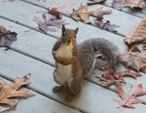 Yes, YOU!  Put out some food!