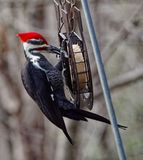 PB250015DxO Suet Attracts Pileated Woodpeckers