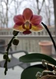 First orchid bloom