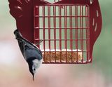 P2120109DxO nuthatch on feeder.jpg