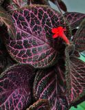 Episcia