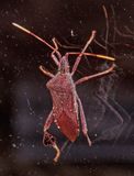 Leptoglossus - Leaf-footed Bug