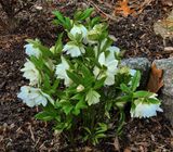 Hellebore in its glory