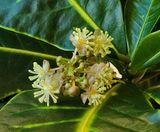 Digital zoom of little croton blossoms