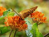  Great Spangled Fritillary