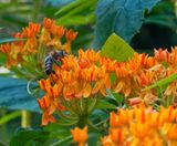 P7120029DxO Honey Bee at Work