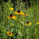 Rudebekias in Mills River Park