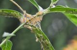 NOT Monarch caterpillars!