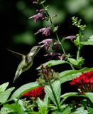 SRX09259DxO Hummers love these salvias!