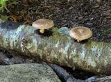 Shiitake Innoculated Mushroom Log