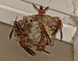 Paper Wasp Nest