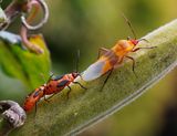 P9180080DxO Newly emerged Milkweed Bug