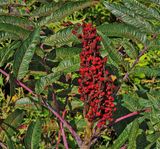 Sumac