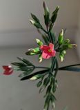 Beautiful close-ups in Portrait mode