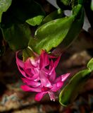 Schlumbergera Bridgesii