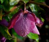 Nodding Hellebore