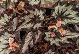 Rex begonia