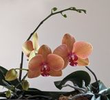 Backlit Orchid Spray