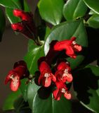 Aeschynanthus Mona Lisa