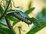 P7220500DxO Monarch Butterfly Caterpillar Number 2