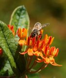 Honeybee with Personality