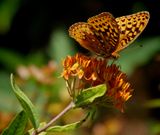 SRX01149DxO Great Spangled Fritillary Butterfly