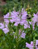 Bee on Obedient Plant