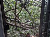 Jims trees.jpg