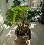 Monstera Deliciosa