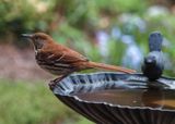 P4020020DxO Brown Thrasher