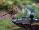 P4020024DxO Brown Thrasher