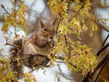 Munching on Maple Seeds