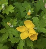 Celandine Poppy