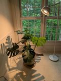 Very Happy With New Plant Light!