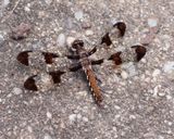 White Tail or 12 Spotted Skimmer