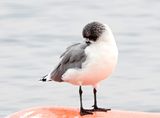 Franklns Gull 