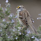 White-throated Sparrow