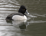 Ring-necked Duck 