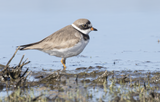 Semi-palmated Plover