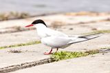 Arctic Tern 