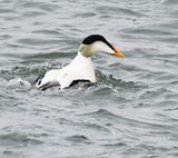 Common Eider