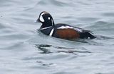 Harlequin Duck 