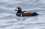 Harlequin Duck 